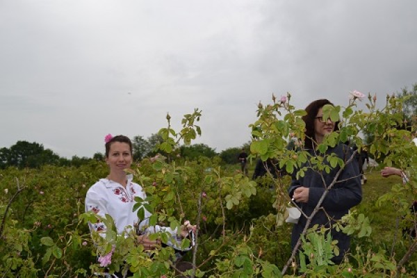 Първи ритуал на розобер във Фестивала на розата – 2016 в с.Ръжена