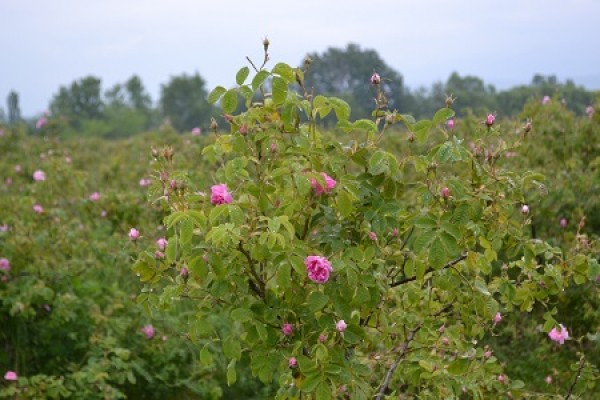 Първи ритуал на розобер във Фестивала на розата – 2016 в с.Ръжена