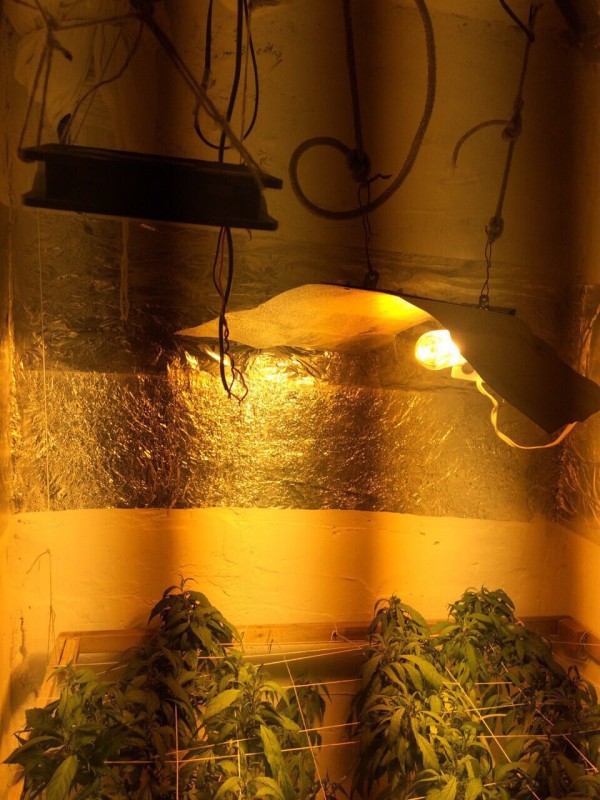 Казанлъшките полицаи разкриха оранжерия за отглеждане марихуана