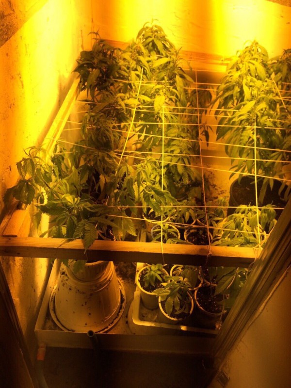 Казанлъшките полицаи разкриха оранжерия за отглеждане марихуана