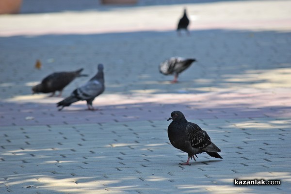 Жега: Температурата в Казанлък достигна 34 градуса