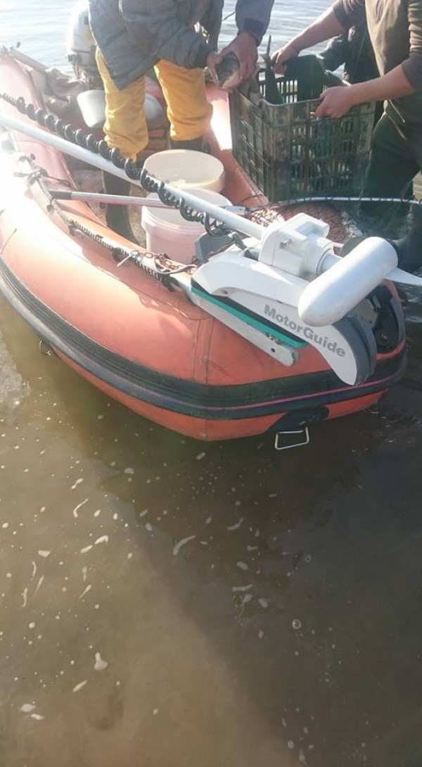 Зарибиха язовир „Копринка“ с над 300 броя бял амур