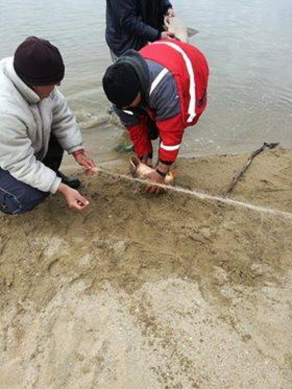 Централна Рибно - Опазваща Организация продължава да громи бракониери