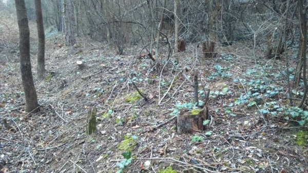 Община Казанлък продължава дейностите по почистване на лесопарк „Тюлбето“