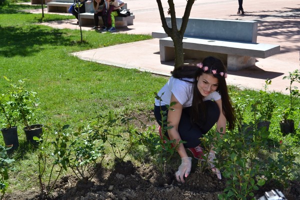 Кандидатките за Царица Роза 2017 започнаха засаждането на рози в Казанлък