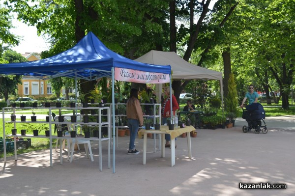 Лунапарк и пъстри дюкяни за Празника на розата, панаир - не