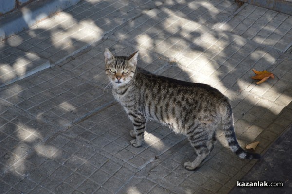 Нестинарка ще гостува с ритуал - благословия за Празника на Черганово 