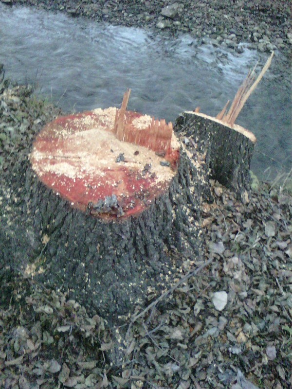 WWF алармира за предколедна сеч на естествена елшова гора край Казанлък