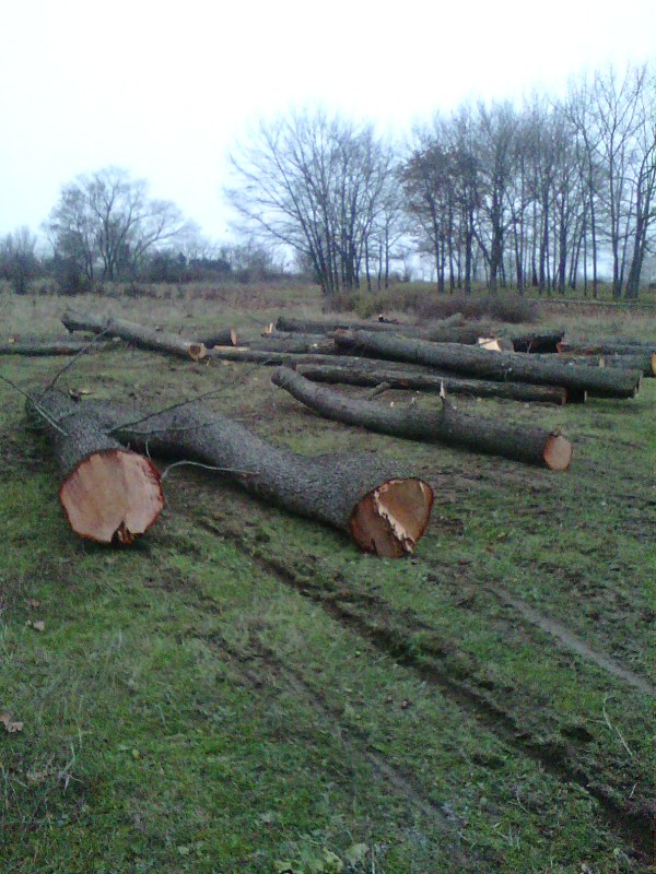 WWF алармира за предколедна сеч на естествена елшова гора край Казанлък