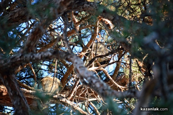Совите „полазиха“ Казанлък навръх Игнажден тази година