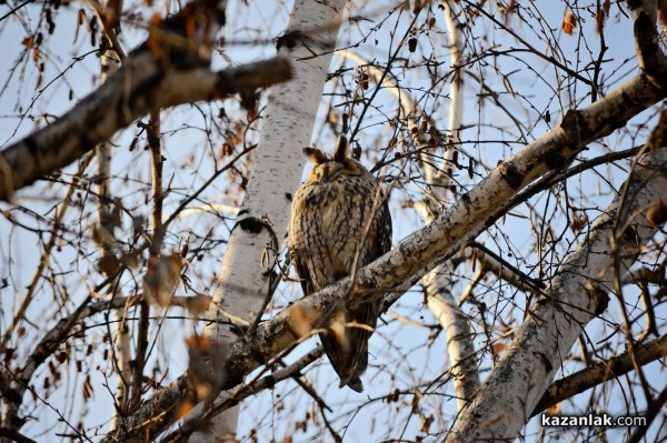 Совите „полазиха“ Казанлък навръх Игнажден тази година / Новини от Казанлък