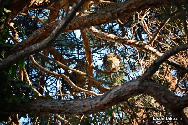 Совите „полазиха“ Казанлък навръх Игнажден тази година