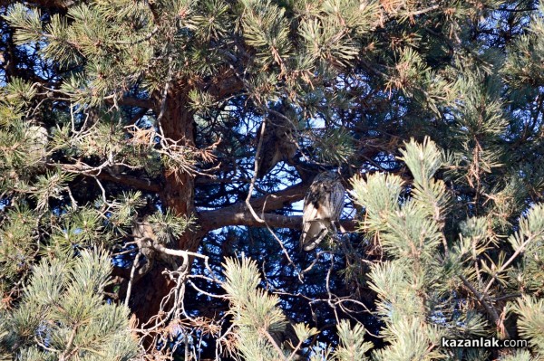 Совите „полазиха“ Казанлък навръх Игнажден тази година