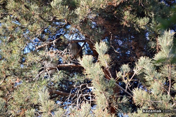 Совите „полазиха“ Казанлък навръх Игнажден тази година