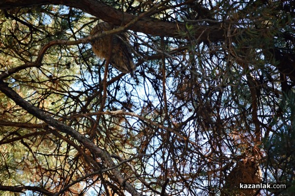 Совите „полазиха“ Казанлък навръх Игнажден тази година