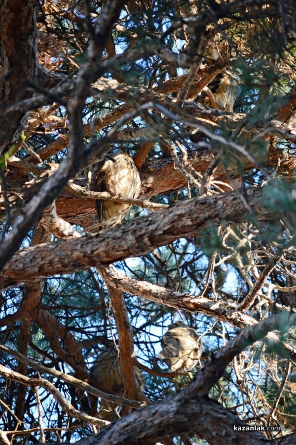 Совите „полазиха“ Казанлък навръх Игнажден тази година