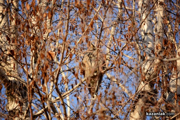 Совите „полазиха“ Казанлък навръх Игнажден тази година