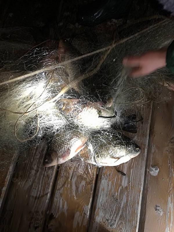 Рибно-опазващата организация отново с акция на язовир Копринка