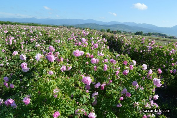 Розопроизводители от казанлъшко искат спешна намеса на държавата