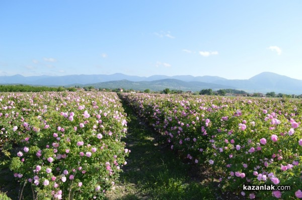 Розопроизводители от казанлъшко искат спешна намеса на държавата