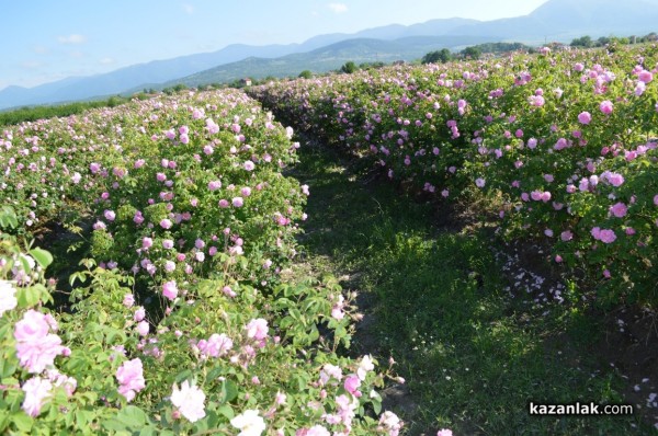 Розопроизводители от казанлъшко искат спешна намеса на държавата