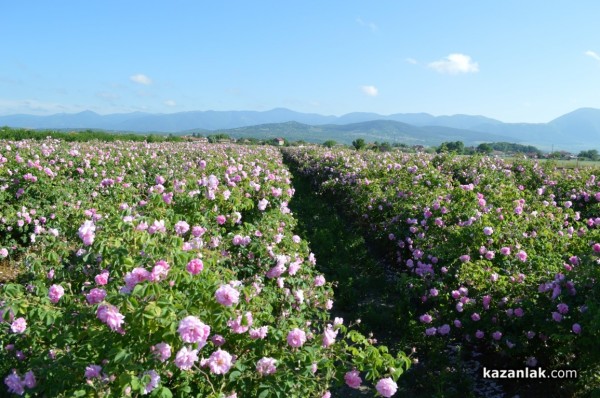Розопроизводители от казанлъшко искат спешна намеса на държавата