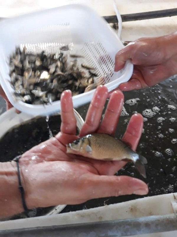 С над 100 000 шаранчета обогатиха язовир Копринка