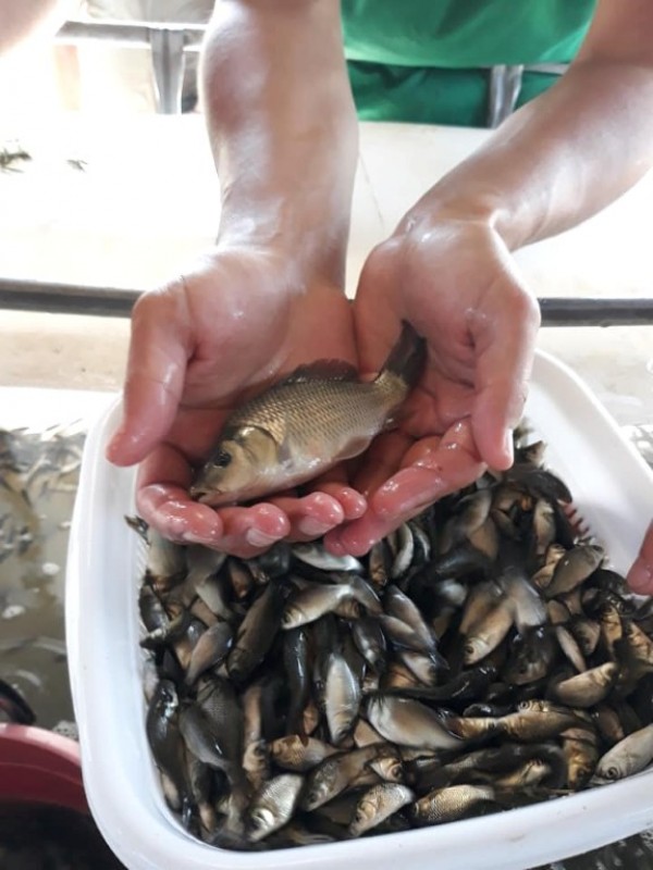 С над 100 000 шаранчета обогатиха язовир Копринка