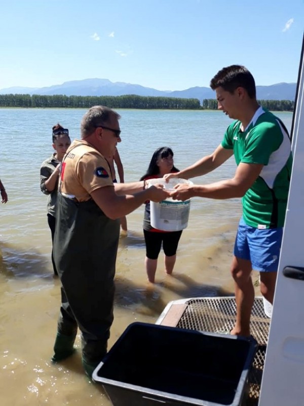 С над 100 000 шаранчета обогатиха язовир Копринка