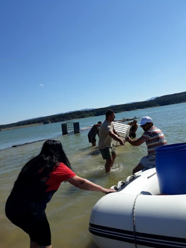 С над 100 000 шаранчета обогатиха язовир Копринка