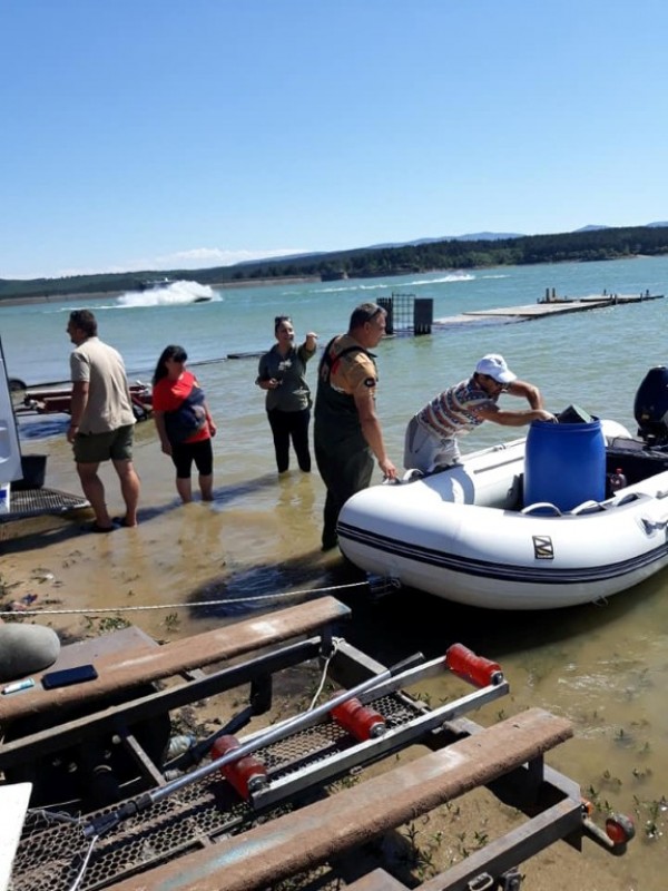 С над 100 000 шаранчета обогатиха язовир Копринка