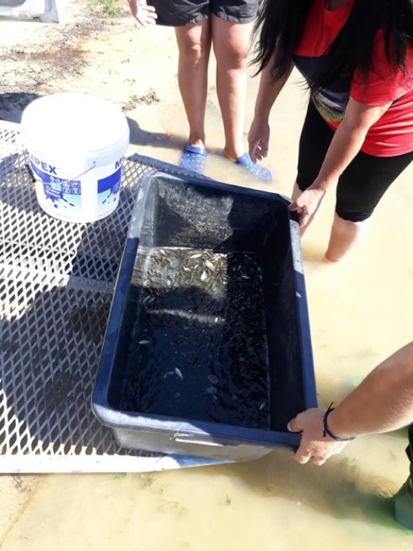 С над 100 000 шаранчета обогатиха язовир Копринка