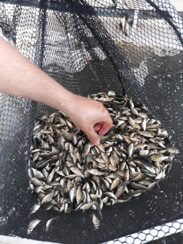 С над 100 000 шаранчета обогатиха язовир Копринка