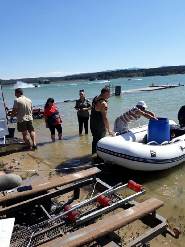 С над 100 000 шаранчета обогатиха язовир Копринка