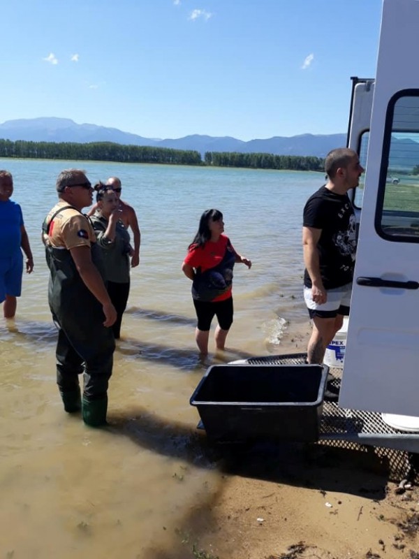 С над 100 000 шаранчета обогатиха язовир Копринка