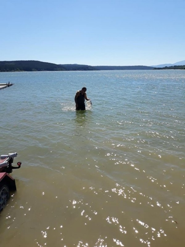 С над 100 000 шаранчета обогатиха язовир Копринка