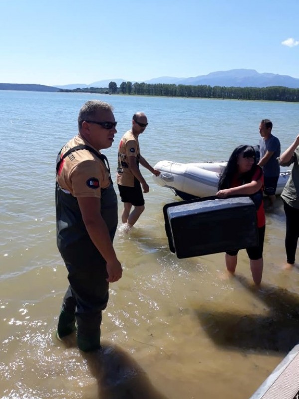 С над 100 000 шаранчета обогатиха язовир Копринка