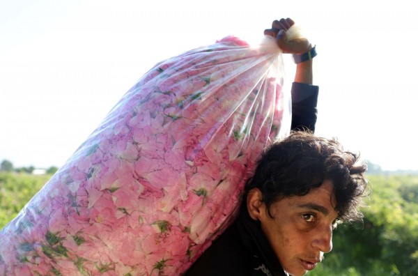 National Geographic разказва за  предизвикателствата пред Долината на розите 