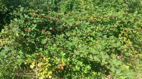 Шипка зарадва жителите и гостите си с нова панорамна пътека