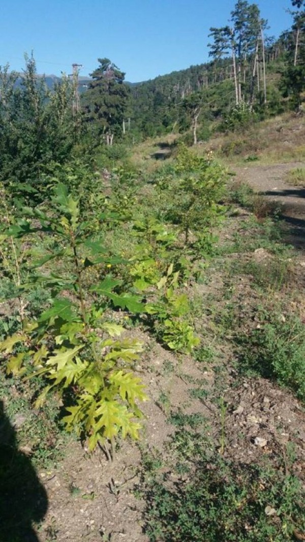 Шипка зарадва жителите и гостите си с нова панорамна пътека