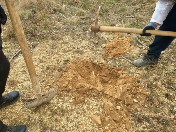 Десетки казанлъчани засадиха дръвчета край “Гледката“ на Тюлбето