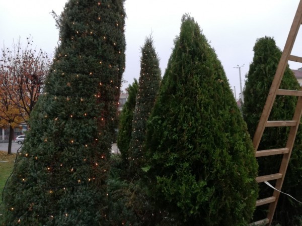 Казанлъчани посрещнаха Коледната елха