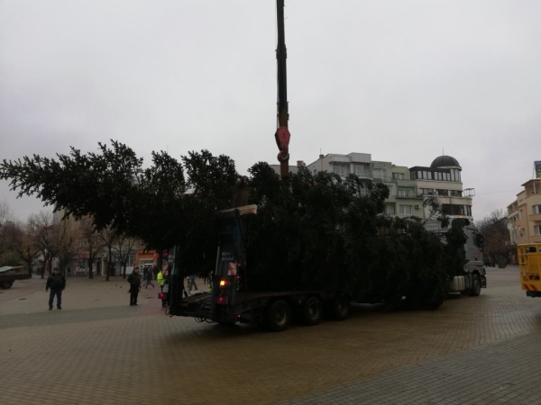 Казанлъчани посрещнаха Коледната елха