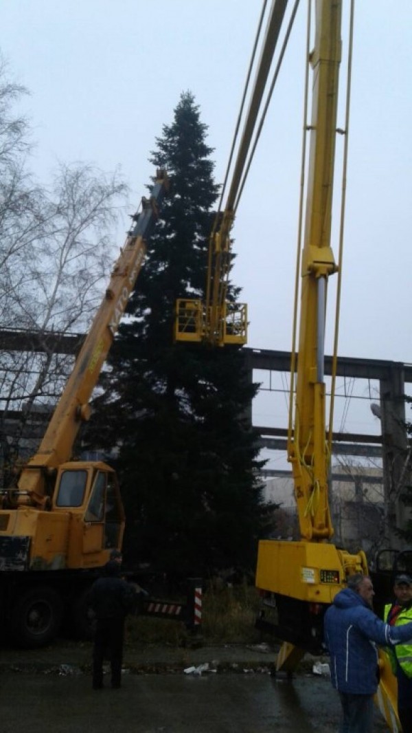 Казанлъчани посрещнаха Коледната елха