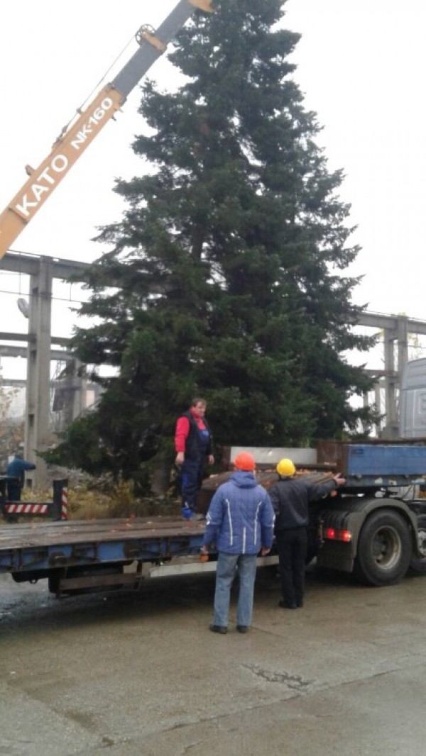 Казанлъчани посрещнаха Коледната елха