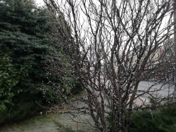 Промени в движението за запалването на Коледната елха в Казанлък