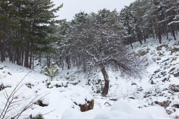 Юбилеен, снежен поход събра отново туристите на заслон “Операта“