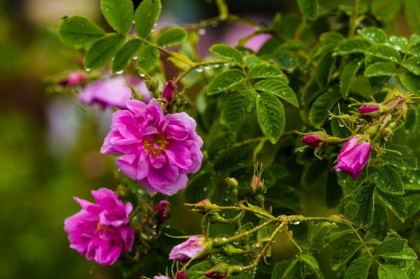 Пъстра и наситена програма на Фестивал на розата 2019 в Казанлък