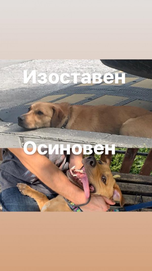 Не хора с големи сърца, а книгите не стигат на „Книжна борса в подкрепа на бездомните животни“