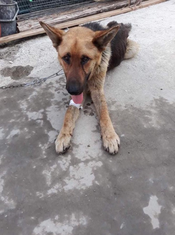 Не хора с големи сърца, а книгите не стигат на „Книжна борса в подкрепа на бездомните животни“